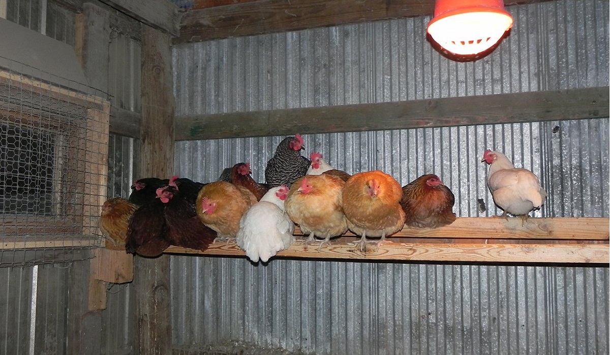 Những biện pháp sưởi ấm cho gà vào mùa đông 